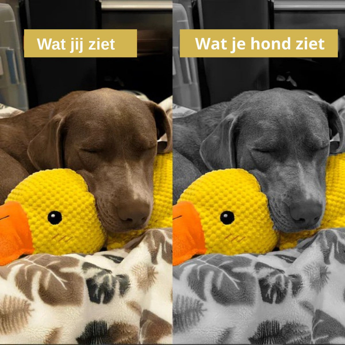 CalmiDuck antistress hondenspeelgoed — per 2 stuks