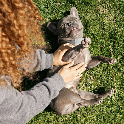 Probiotica voor Honden – Soft Chews met FOS & GOS – 30 Stuks