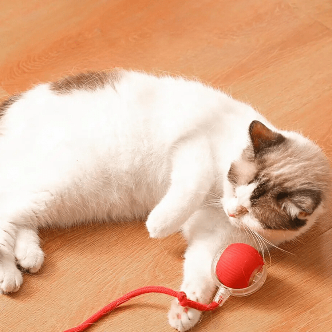Tiko | Automatische speelbal voor katten en kleine honden